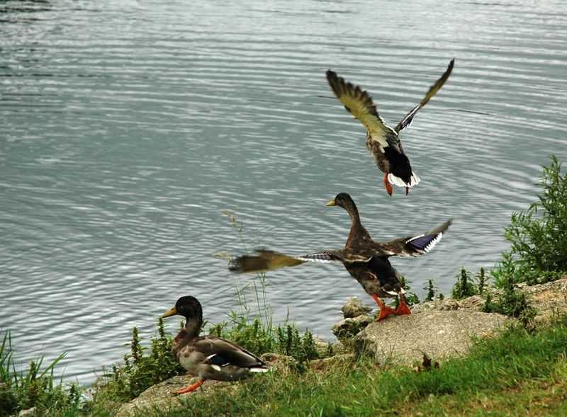 Geese