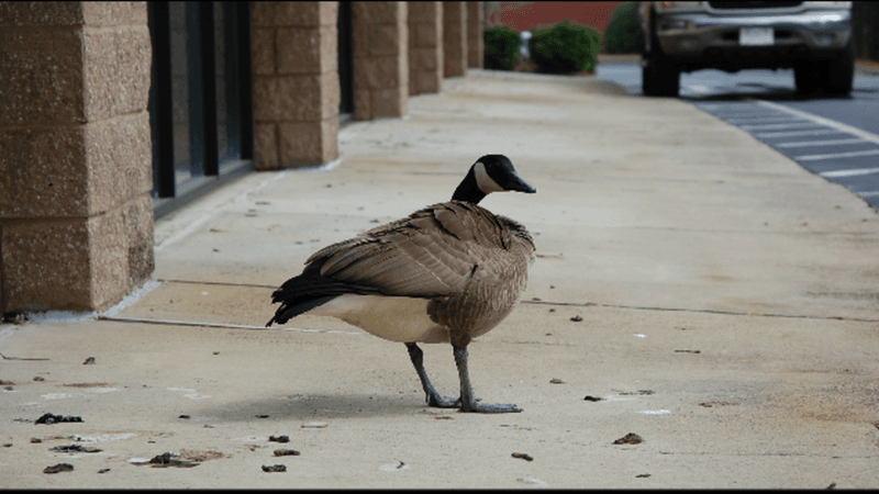 Geese