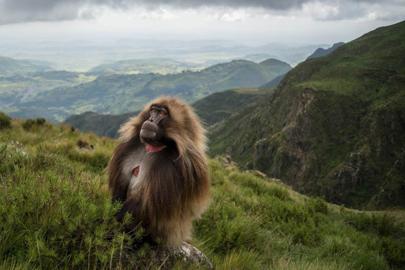 Gelada