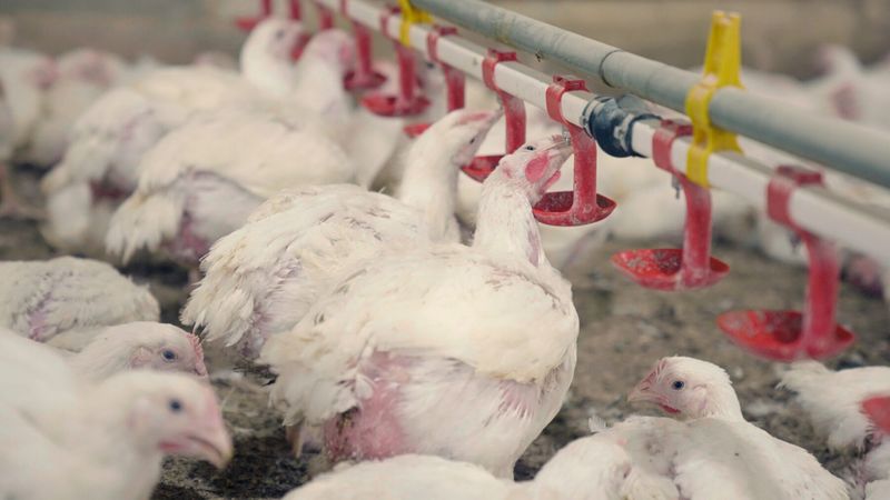Genetic Manipulation
