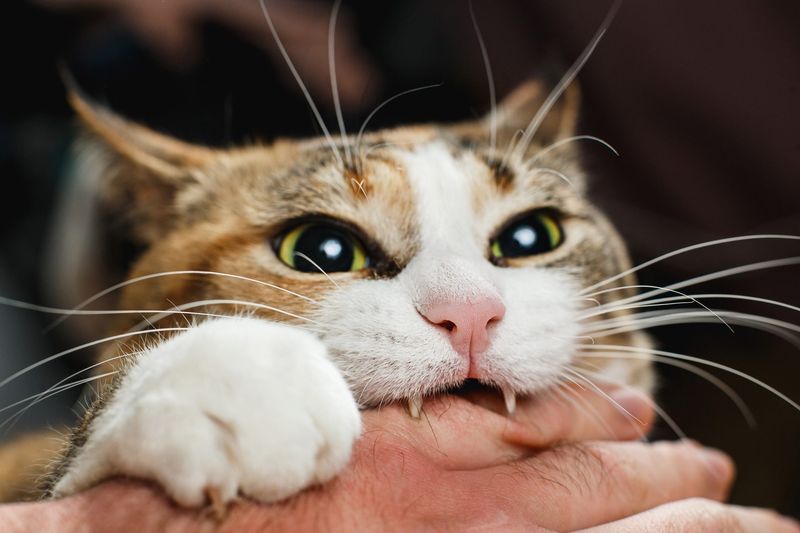 Gentle Biting