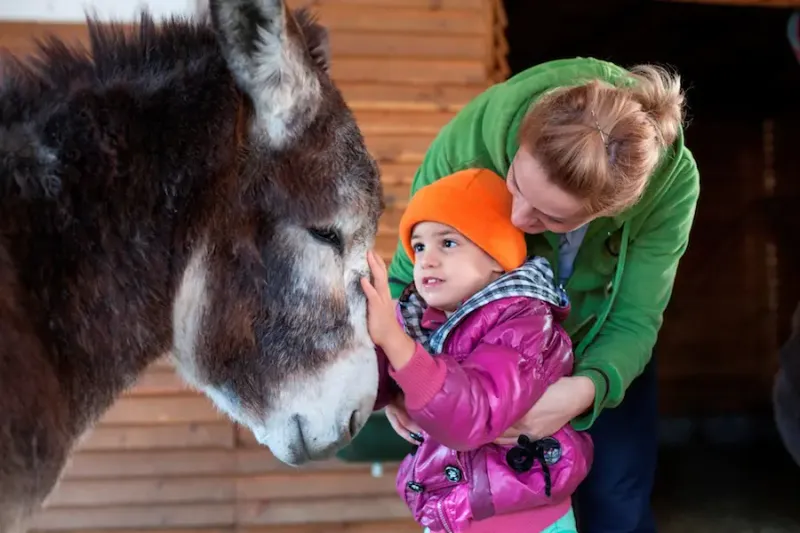 Gentle Companions