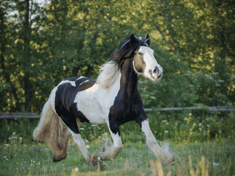 Gentle Disposition