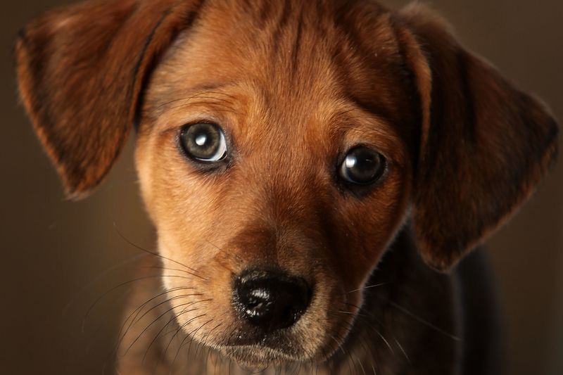 Gentle Gaze