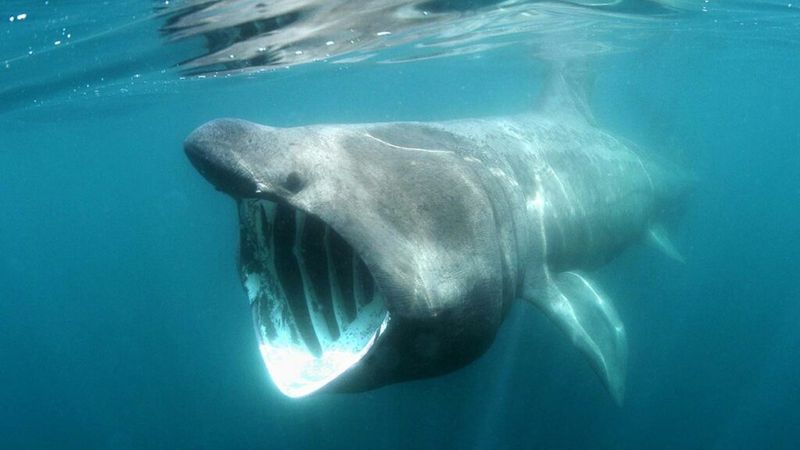 Gentle Giants of the Ocean