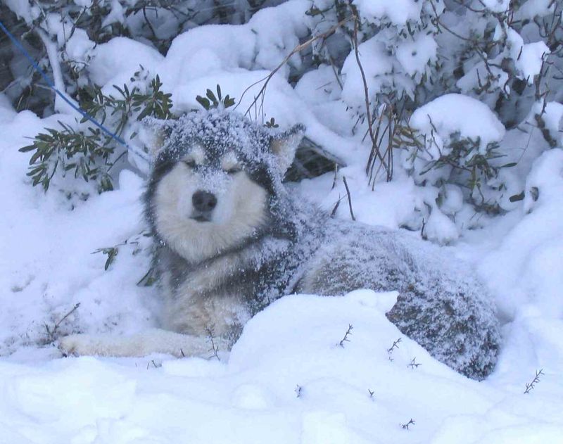 Gentle Giants of the Snow