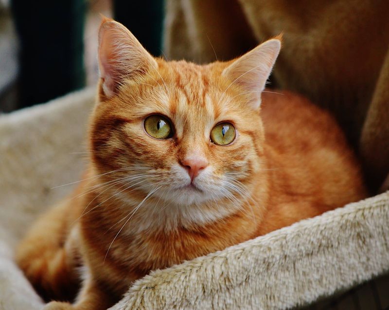 Gentle Ginger