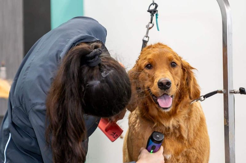 Gentle Grooming Builds Trust