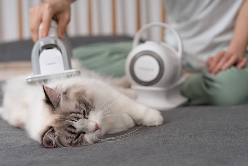 Gentle Grooming Sessions