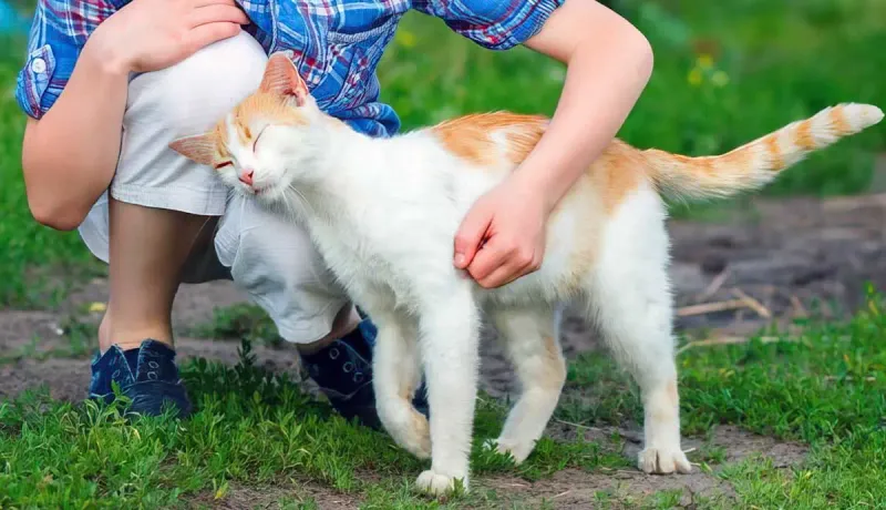 Gentle Head Butts
