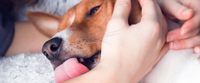 Gentle Licks