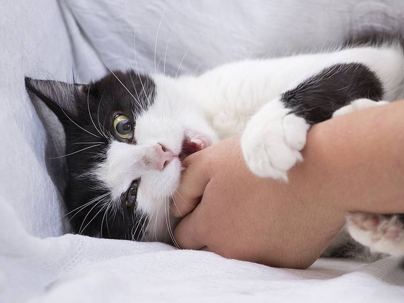 Gentle Nibbles
