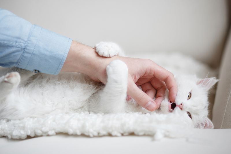 Gentle Nibbles