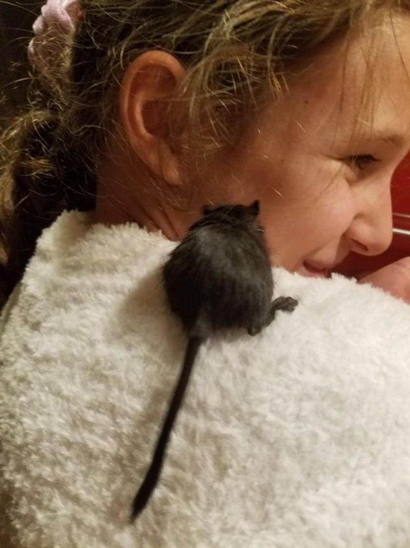 Gerbil