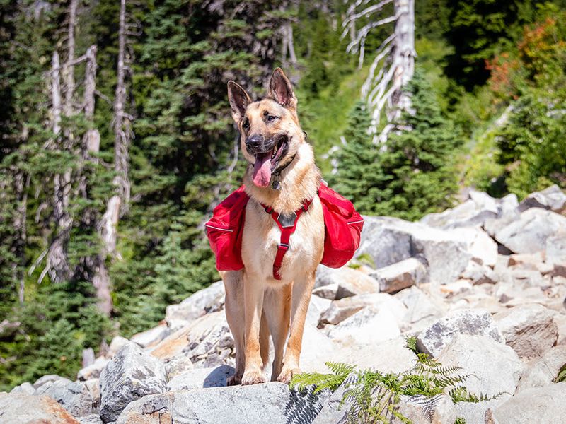 German Shepherd