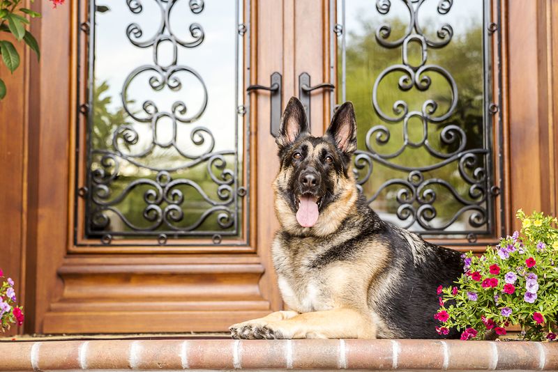 German Shepherd