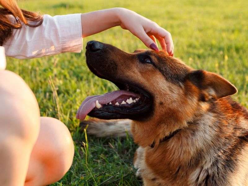 German Shepherd