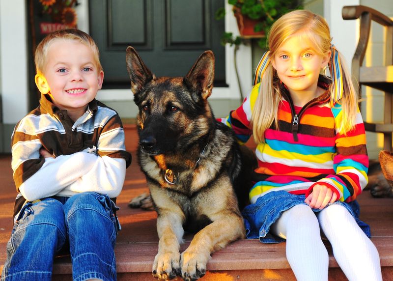 German Shepherd