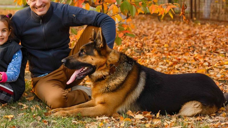 German Shepherd