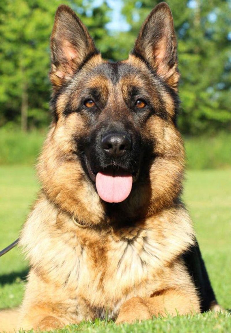 German Shepherd