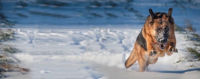 German Shepherd