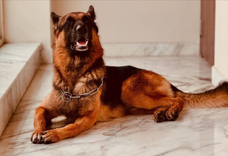 German Shepherd
