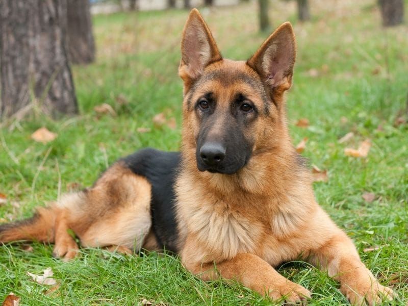 German Shepherd