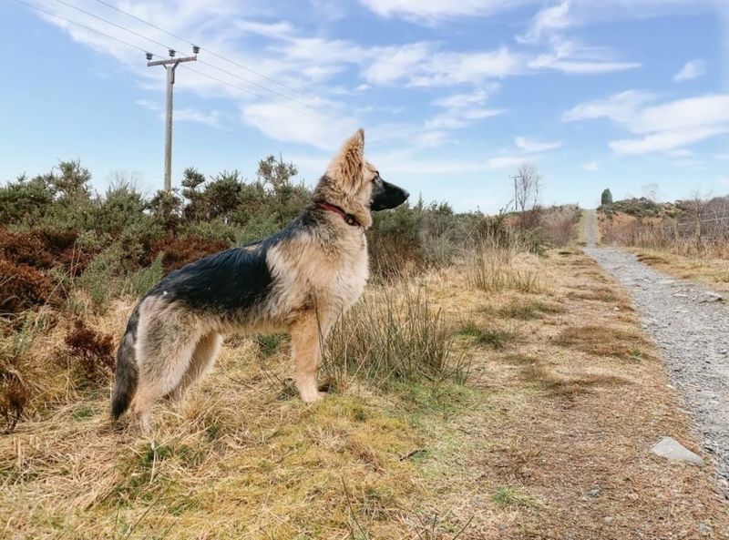 German Shepherd