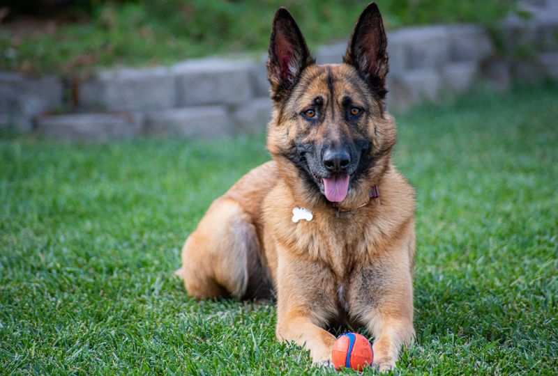 German Shepherd