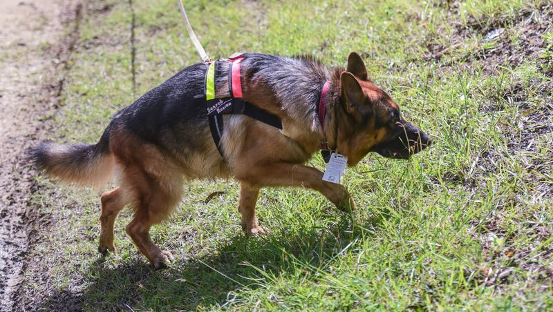 German Shepherd