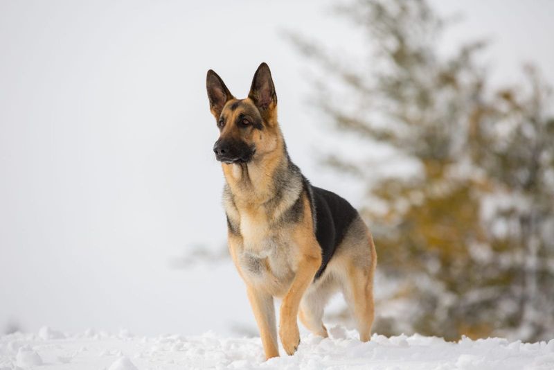 German Shepherd
