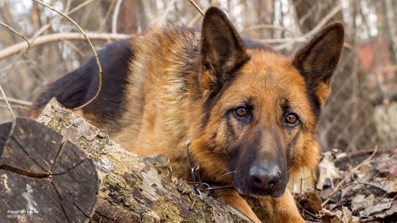 German Shepherd with Expressive Ears