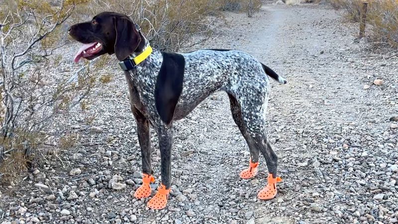 German Shorthaired Pointer