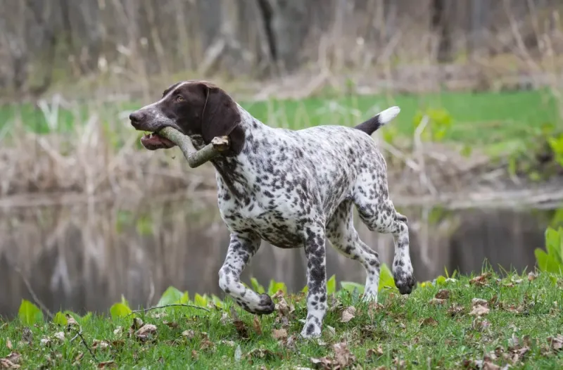 German Shorthaired Pointer