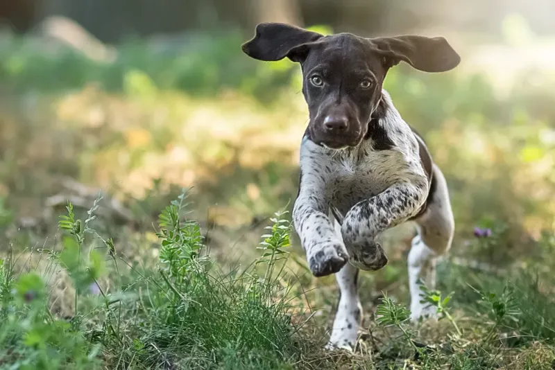 German Shorthaired Pointer