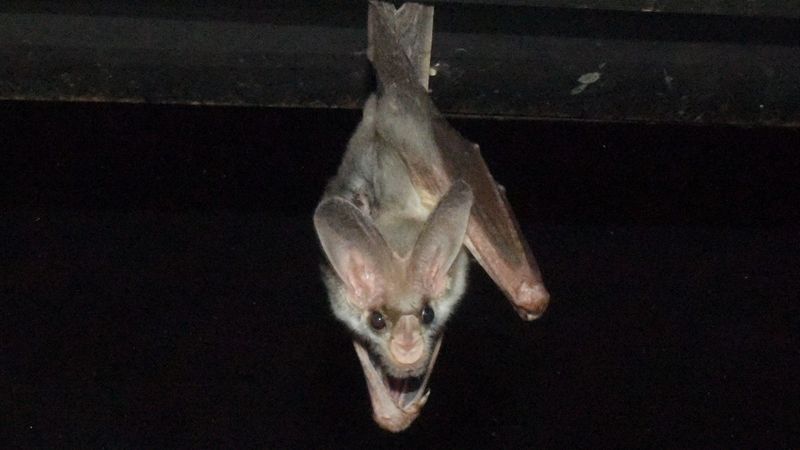 Ghost Bat