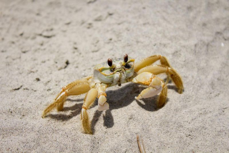 Ghost Crab