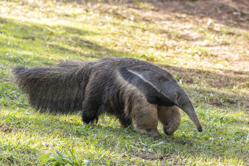 Giant Anteater