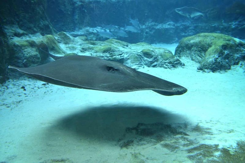 Giant Freshwater Stingray