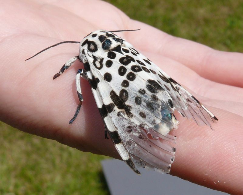 Giant Leopard Moth