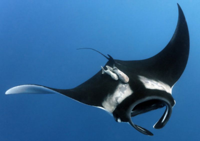 Giant Manta Ray