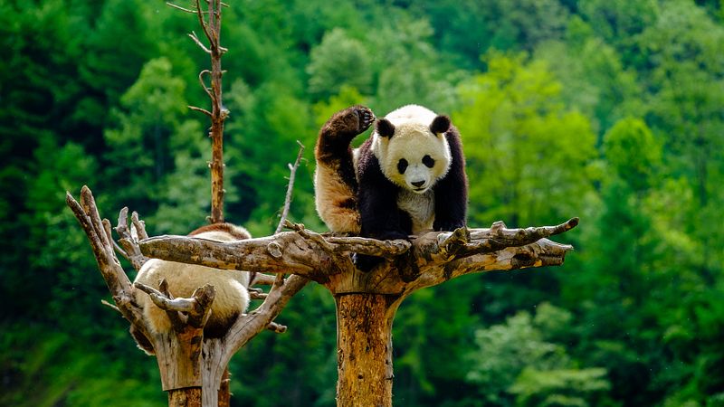 Giant Panda