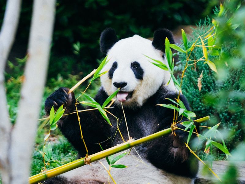 Giant Panda