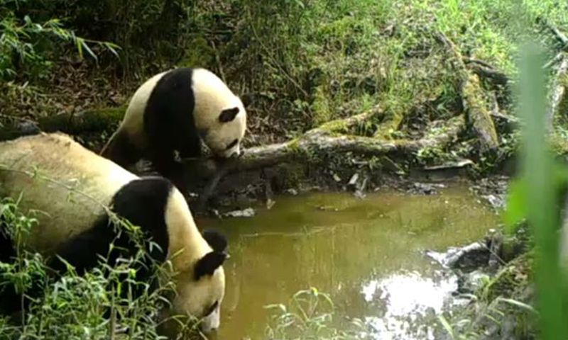 Giant Panda
