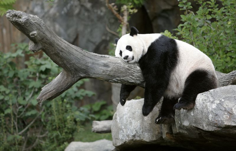 Giant Panda