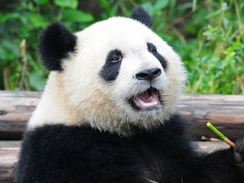 Giant Panda