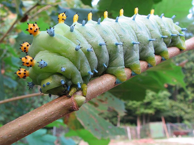 Giant Silkworm Moth