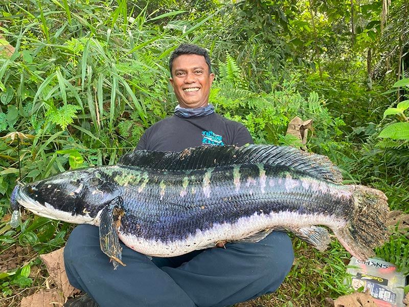 Giant Snakehead