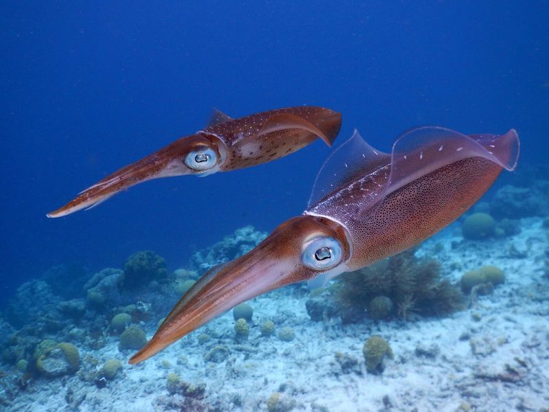Giant Squid