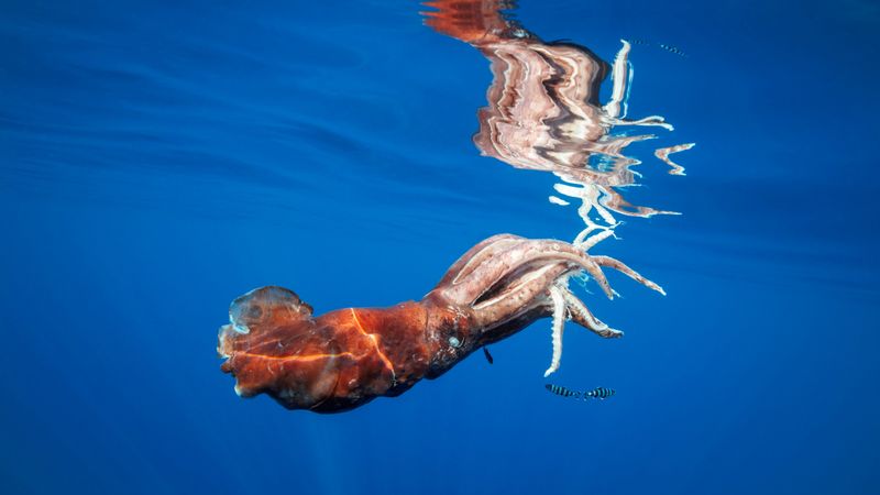 Giant Squid